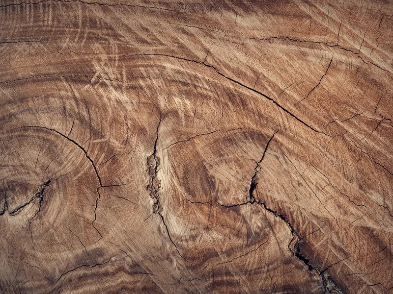 Eichenquerschnitt mit Jahresringen – regionaler Massivholzwerkstoff